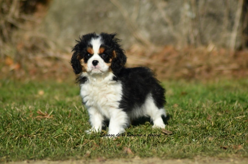 de la bergerie d'argent - Chiots disponibles - Cavalier King Charles Spaniel