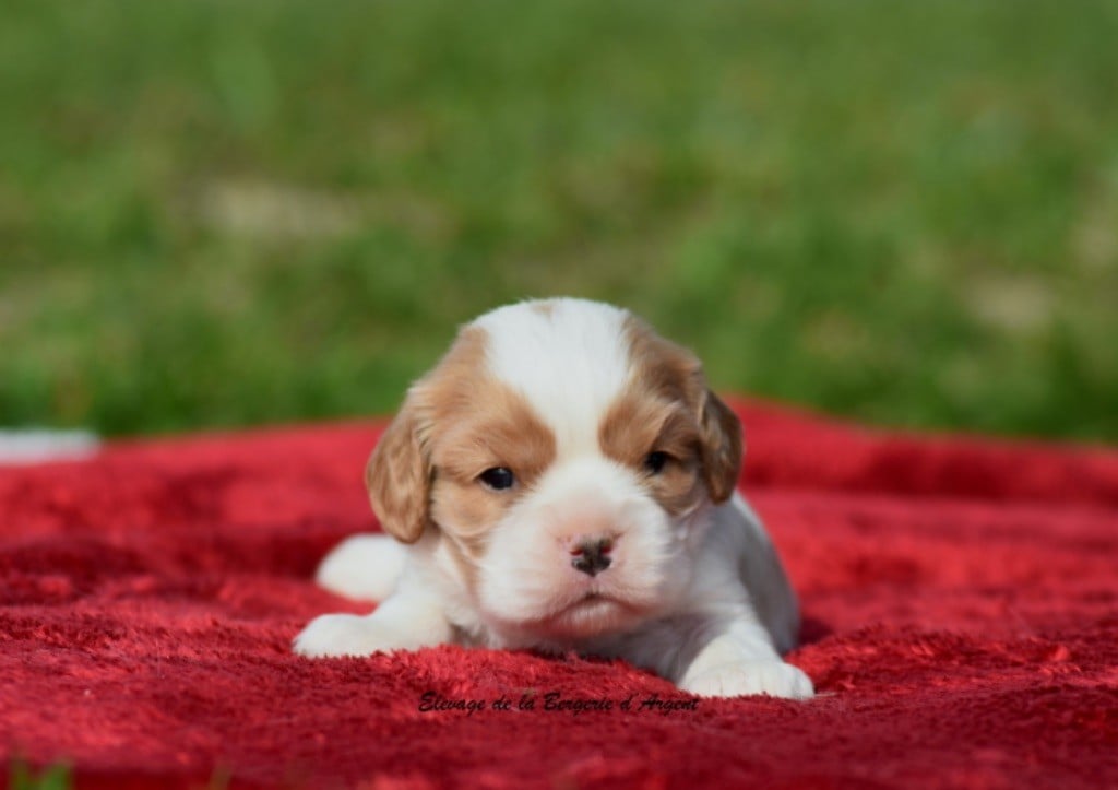 Chiot Cavalier King Charles Spaniel de la bergerie d'argent