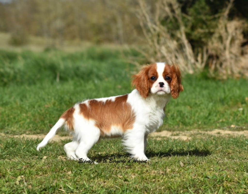 de la bergerie d'argent - Chiots disponibles - Cavalier King Charles Spaniel