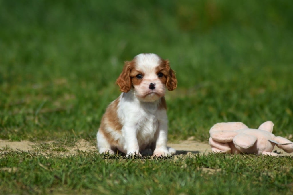 de la bergerie d'argent - Chiots disponibles - Cavalier King Charles Spaniel