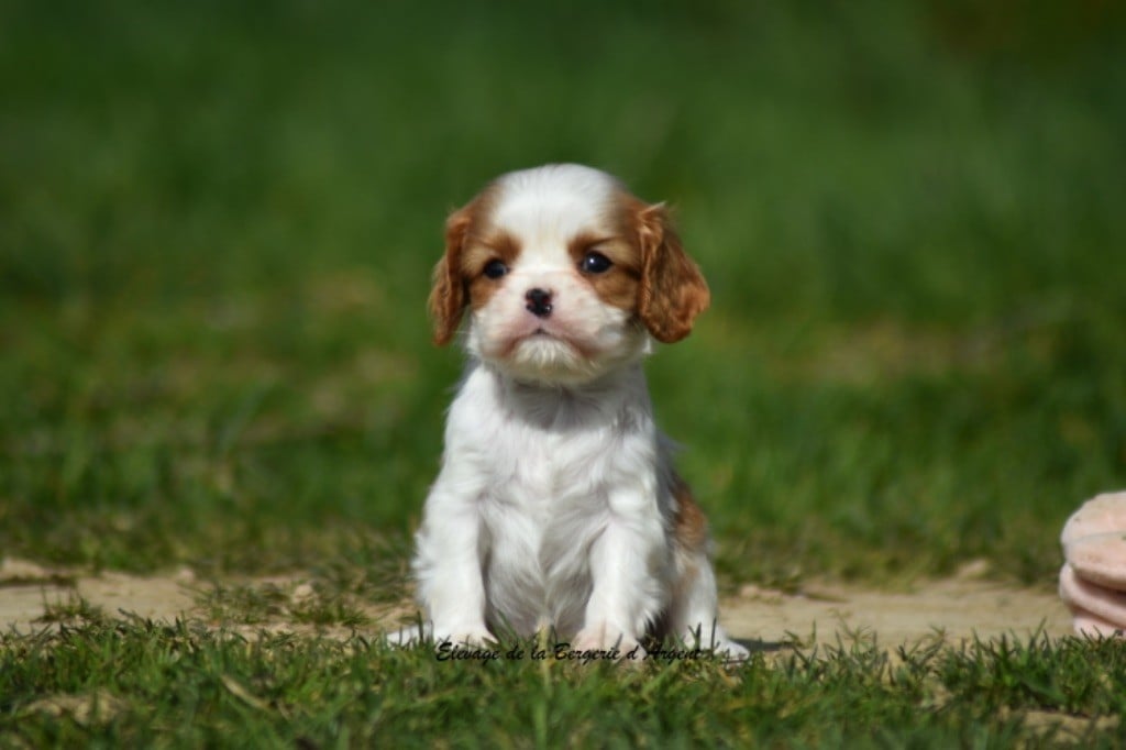 de la bergerie d'argent - Chiots disponibles - Cavalier King Charles Spaniel