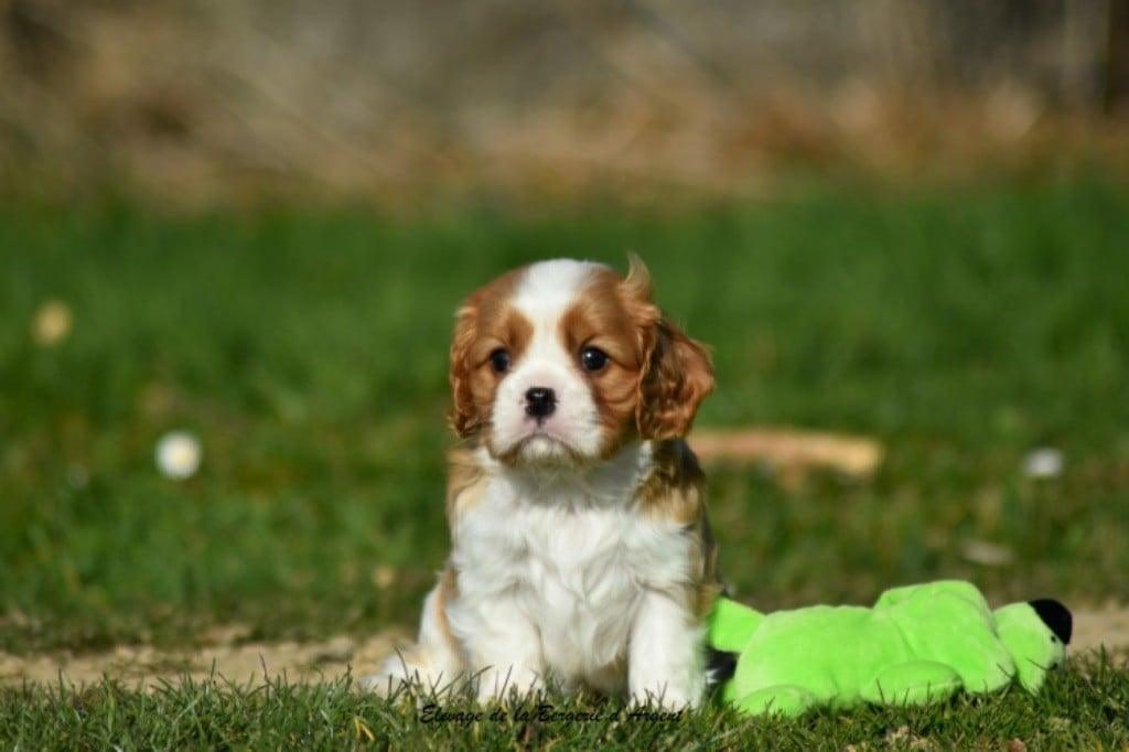 de la bergerie d'argent - Chiots disponibles - Cavalier King Charles Spaniel