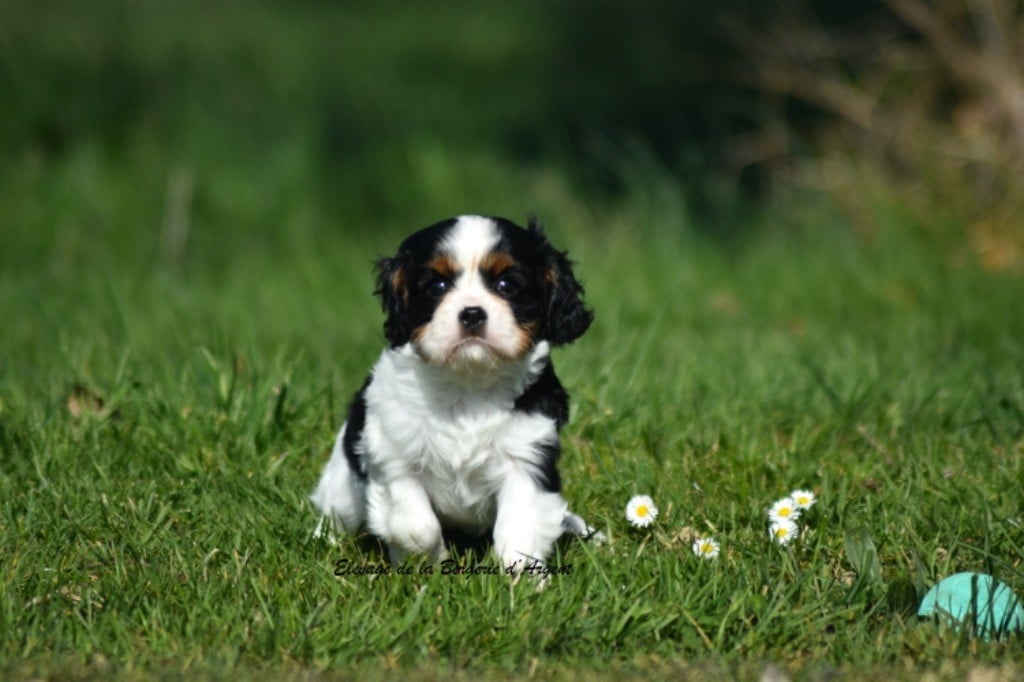 de la bergerie d'argent - Chiots disponibles - Cavalier King Charles Spaniel