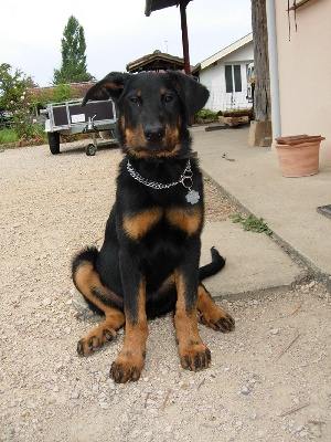 Des bergers du Forez - Les chiots de Chinouk dans leurs nouvelles familles.