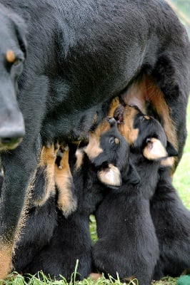 Des bergers du Forez - quelques photos  des chiots prises aujourd'hui 6 juin 2010