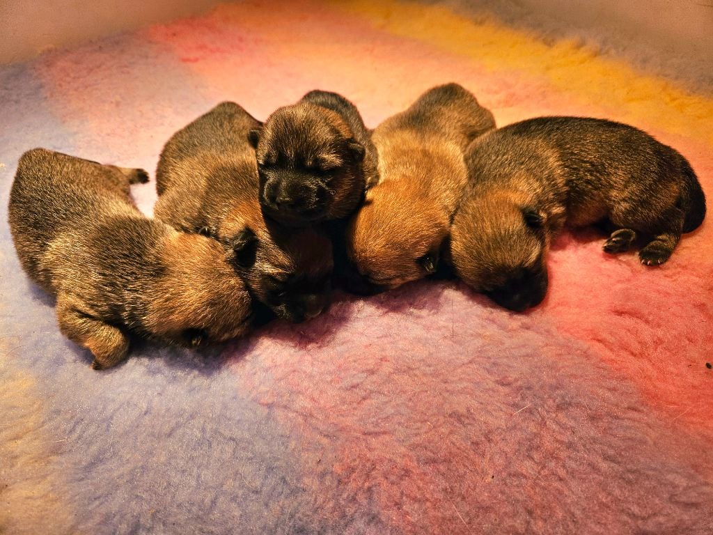 Les chiots de Yuzu sont nés le 7 février 2025 !