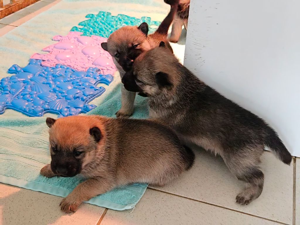 Kyuden Kitsune - Les chiots de Yuzu ont tous trouvé une famille ! 