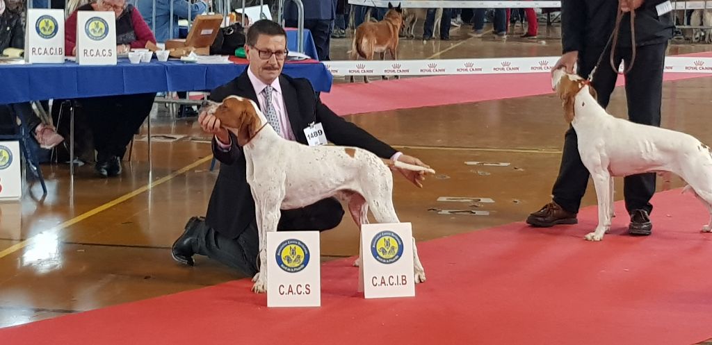 De la louviere en champagne - CACIB BOB Spéciale d'AMIENS