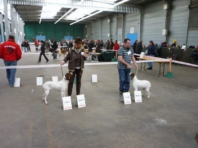 De la louviere en champagne - CACIB CHALONS EN CHAMPAGNE