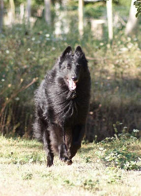 du pré de l'aubois - Spéciale d'élevage +CACIB Nantes Beaujoire 2009