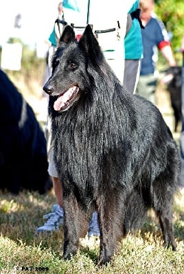 du pré de l'aubois - Nationale d'élevage  2009. Résultats