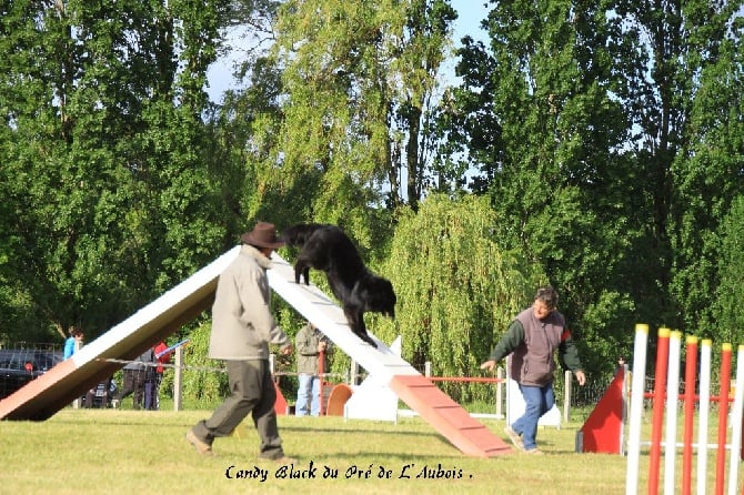 du pré de l'aubois - Candy Black du Pré de L'Aubois Brevet d'agility .