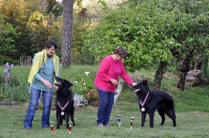 du pré de l'aubois - Championnat du Monde du Berger Belge . Aubigny sur Nère