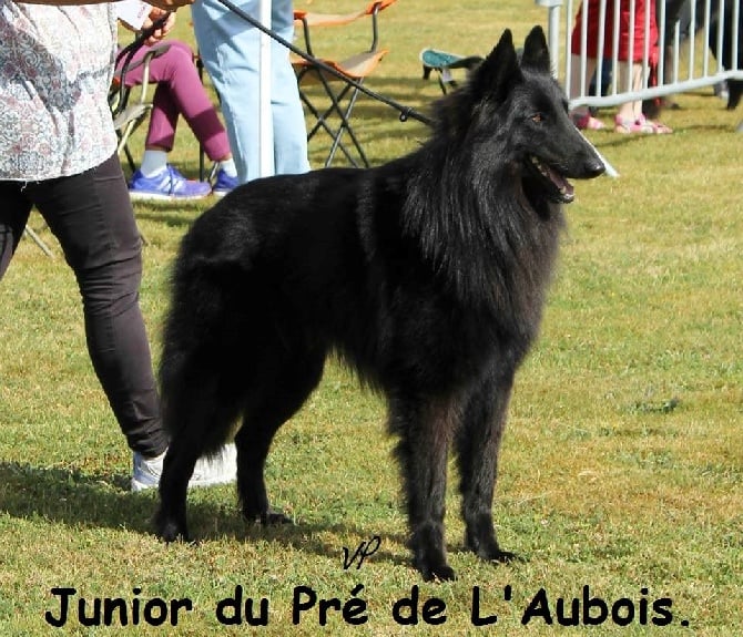 du pré de l'aubois - Nationale d'élevage du Berger BELGE  Aubigny sur Nère 