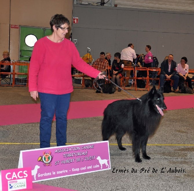 du pré de l'aubois - CACS . Ermès du Pré de L'Aubois Nantes  12 décembre 2015