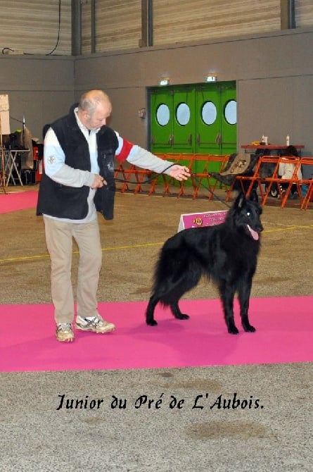 du pré de l'aubois - CACIB  Junior du Pré de L'Aubois 1er excellent classe jeune mâle 