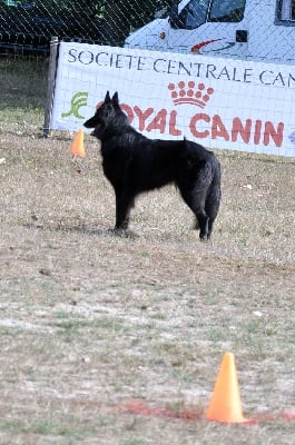 du pré de l'aubois - Expo CACS Campbon résultats Meilleur de race Candy Black  