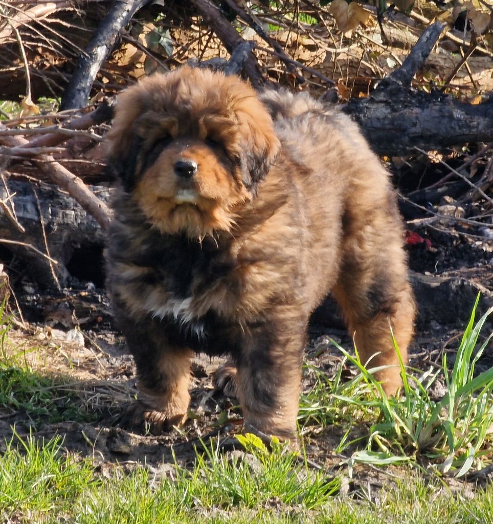 du domaine du rupt de mad - Chiots disponibles - Dogue du Tibet