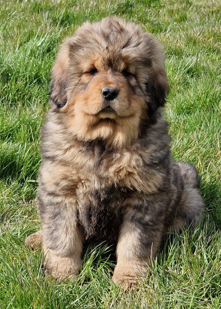 du domaine du rupt de mad - Chiots disponibles - Dogue du Tibet