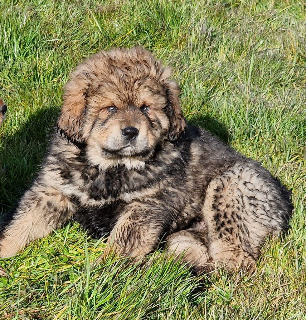 du domaine du rupt de mad - Chiots disponibles - Dogue du Tibet