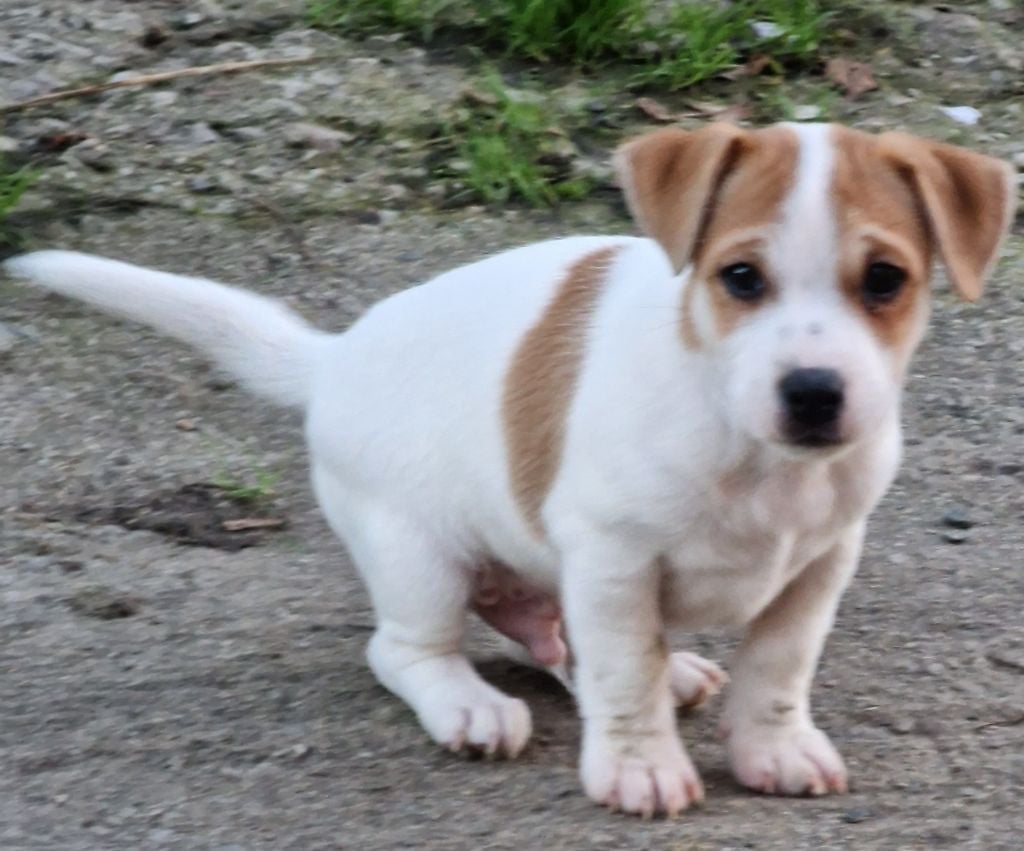 du domaine du rupt de mad - Jack Russell Terrier - Portée née le 22/08/2024