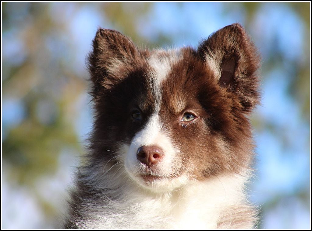 Oukaya forever - Chiots disponibles - Laika de iakoutie