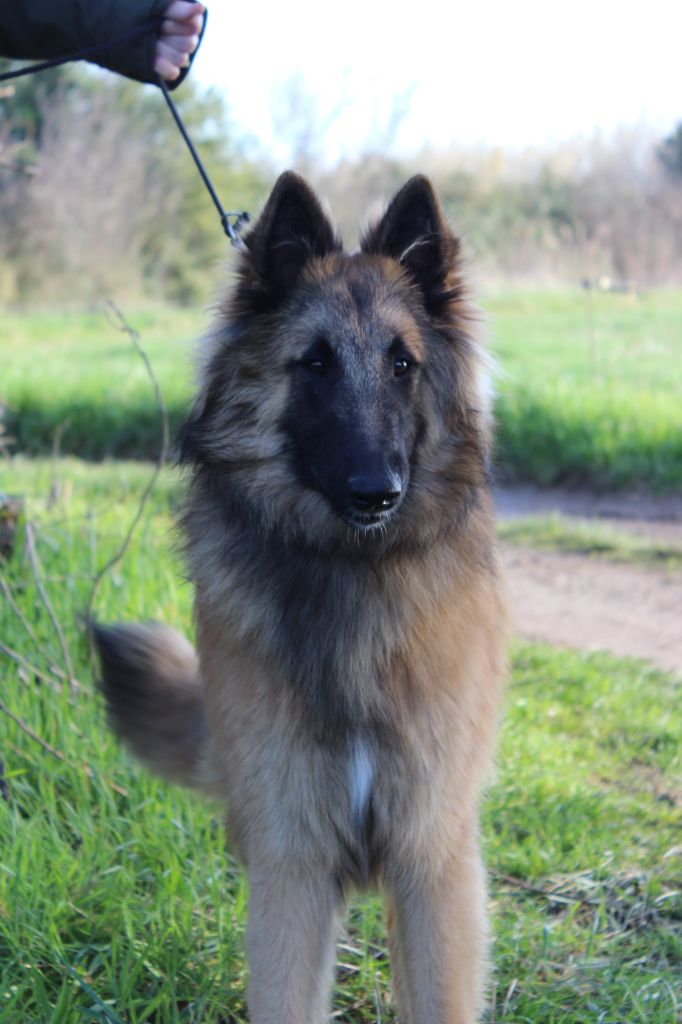 de l'Orée du val d'enfer - Chiots disponibles - Berger Belge