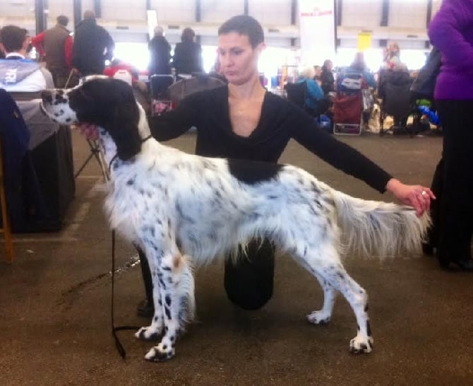 de la Maletiere - Spéciale Setter Anglais de Bordeaux