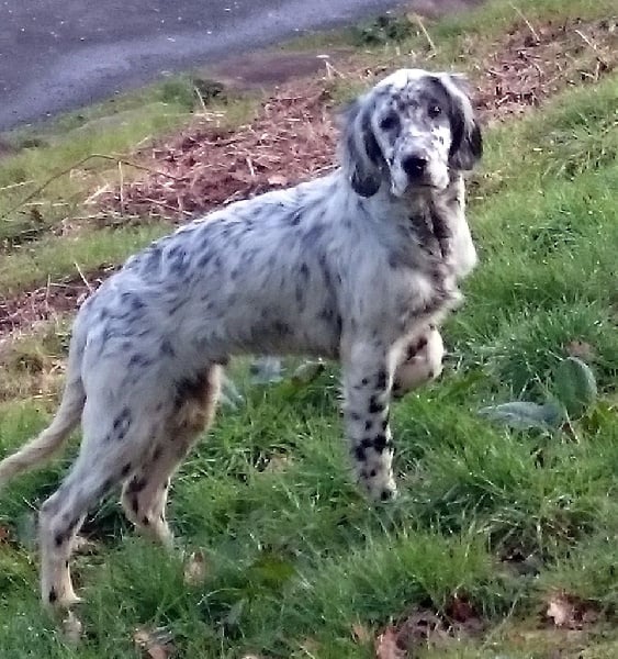 de la Maletiere - Chiots disponibles - Setter Anglais