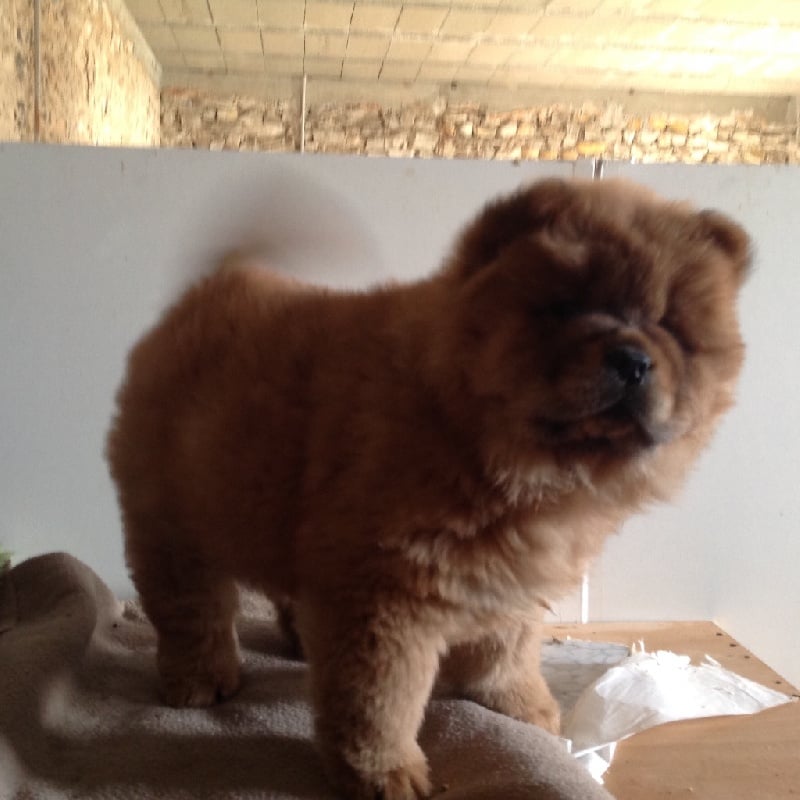 Mih aghy san - Chiots disponibles - Chow Chow