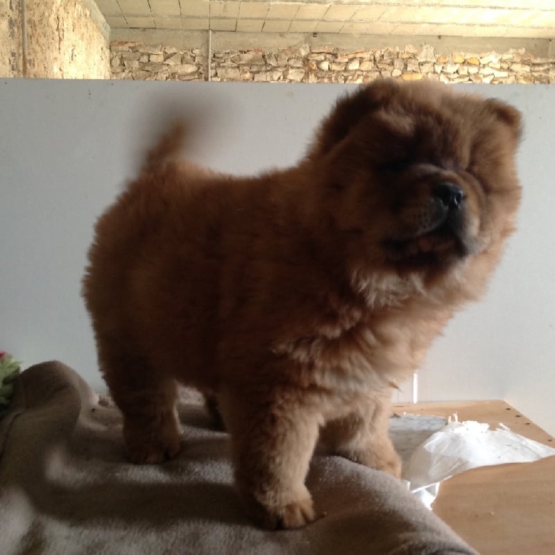 Mih aghy san - Chiots disponibles - Chow Chow