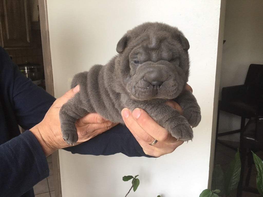 Mih aghy san - Chiots disponibles - Shar Pei