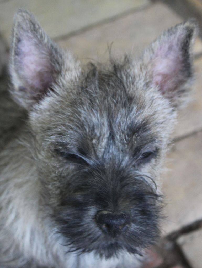 Chiot Cairn Terrier du Pays des Lylows