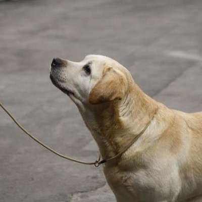 du domaine des Mazets - EXPOSITION CANINE INTERNATIONALE DE TROYES(10)