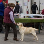 du domaine des Mazets - EXPOSITION CANINE INTERNATIONALE DE TROYES(10)