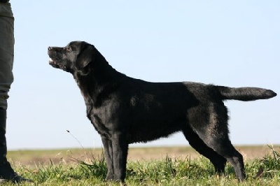 du domaine des Mazets - EXPOSITION CANINE INTERNATIONALE DE TROYES(10)