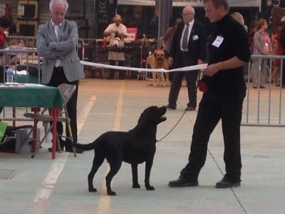 du domaine des Mazets - EXPOSITION CANINE INTERNATIONALE DE NEVERS(58)