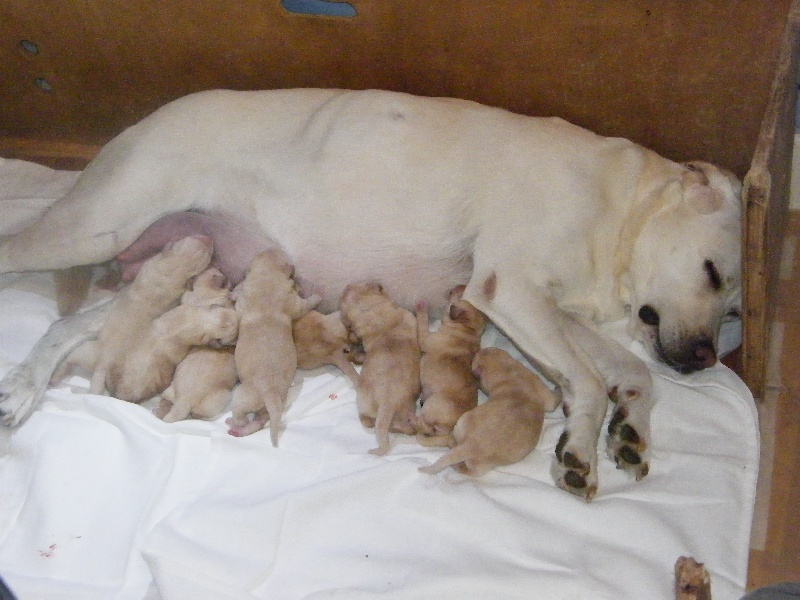 Chiot Labrador Retriever du domaine des Mazets