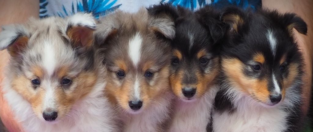 Of little by little - Shetland Sheepdog - Portée née le 10/07/2024