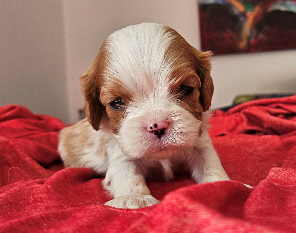 Of little by little - Chiots disponibles - Cavalier King Charles Spaniel