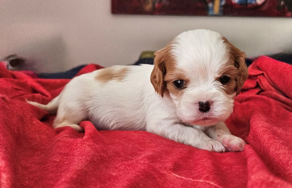 Of little by little - Chiots disponibles - Cavalier King Charles Spaniel