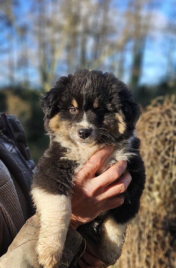 Of little by little - Chiots disponibles - Berger Américain Miniature 