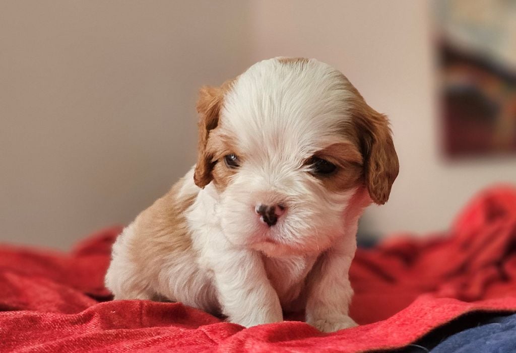 Of little by little - Chiots disponibles - Cavalier King Charles Spaniel