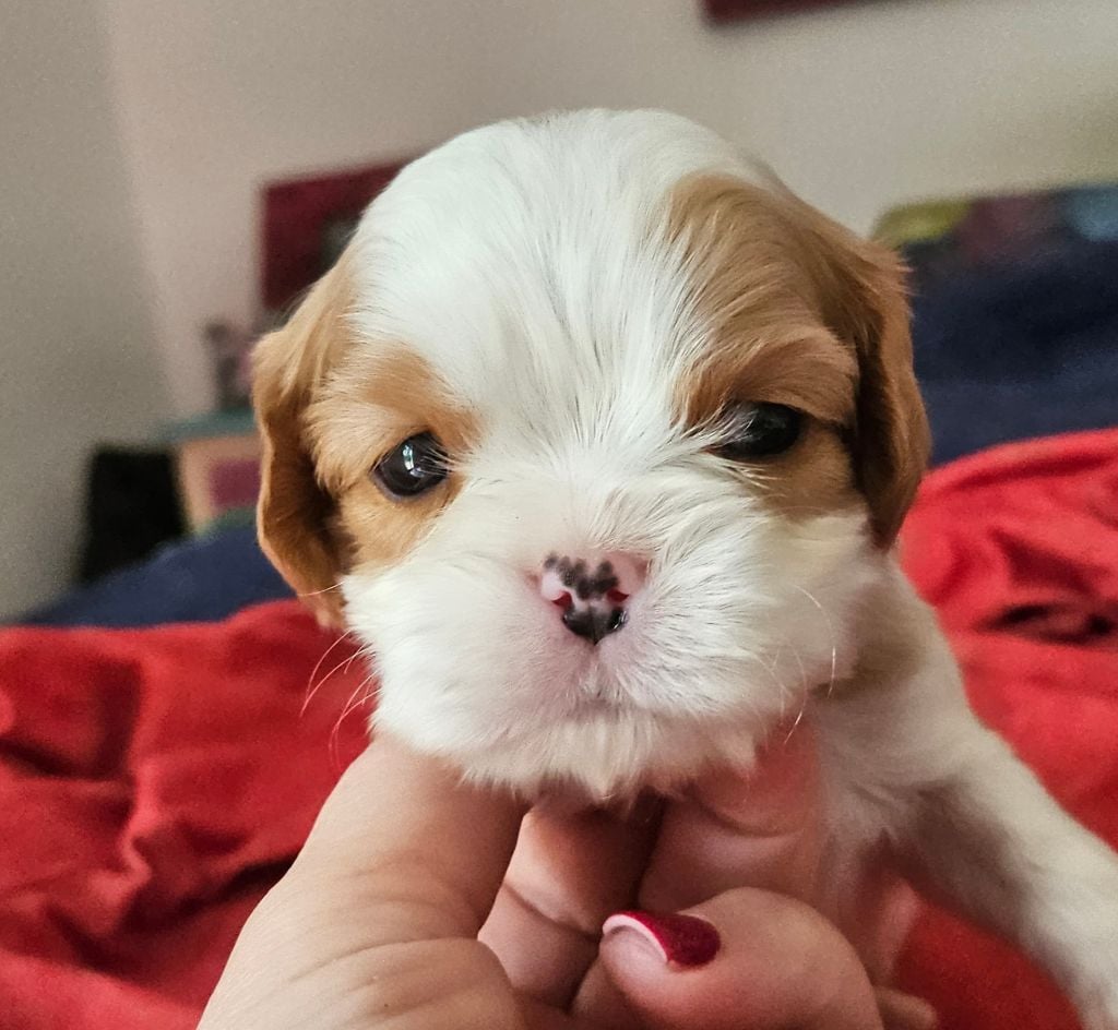 Of little by little - Chiots disponibles - Cavalier King Charles Spaniel