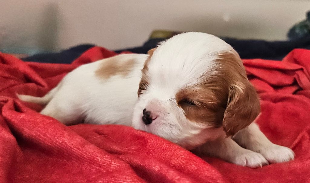 Of little by little - Cavalier King Charles Spaniel - Portée née le 15/02/2025