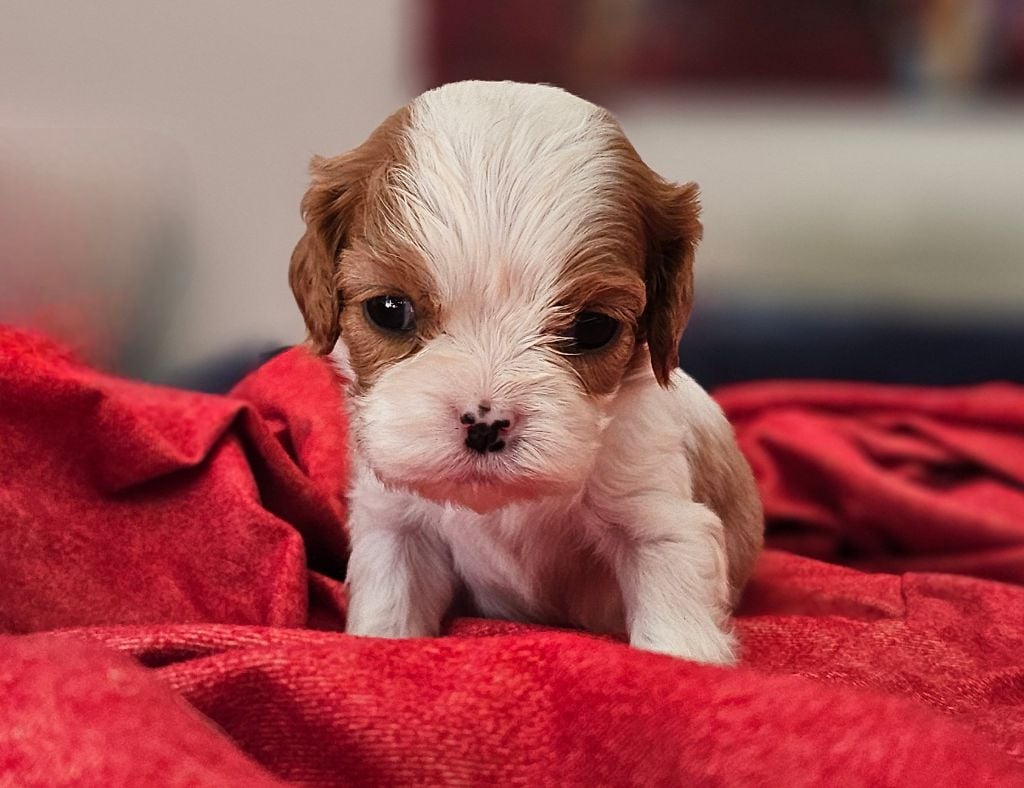 Of little by little - Chiots disponibles - Cavalier King Charles Spaniel