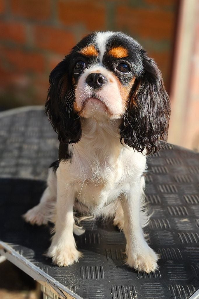 Of little by little - Chiots disponibles - Cavalier King Charles Spaniel