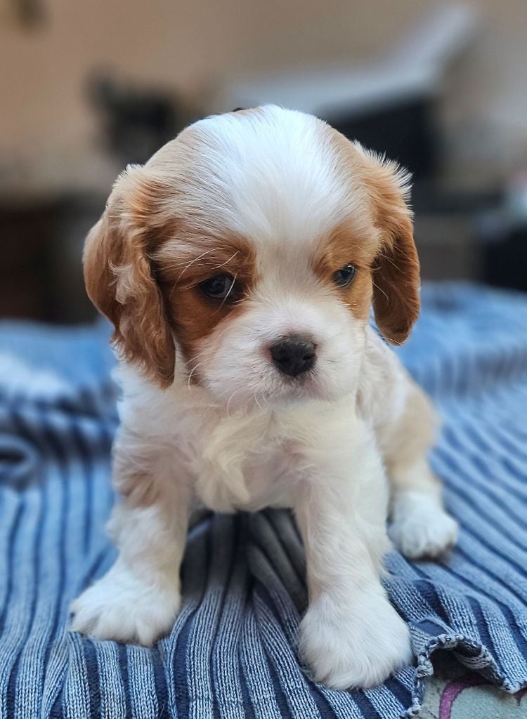 Of little by little - Chiots disponibles - Cavalier King Charles Spaniel