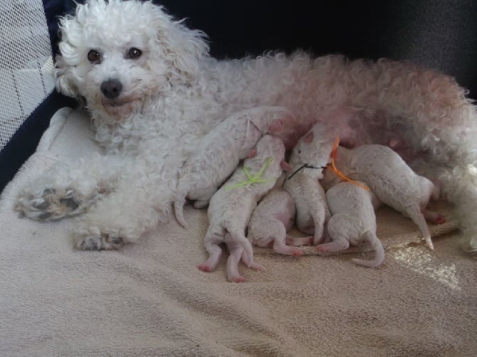 Emmie vient d'avoir ces bébés !!!!