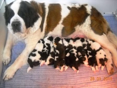 Chiot Chien du Saint-Bernard des trois a de plaisance